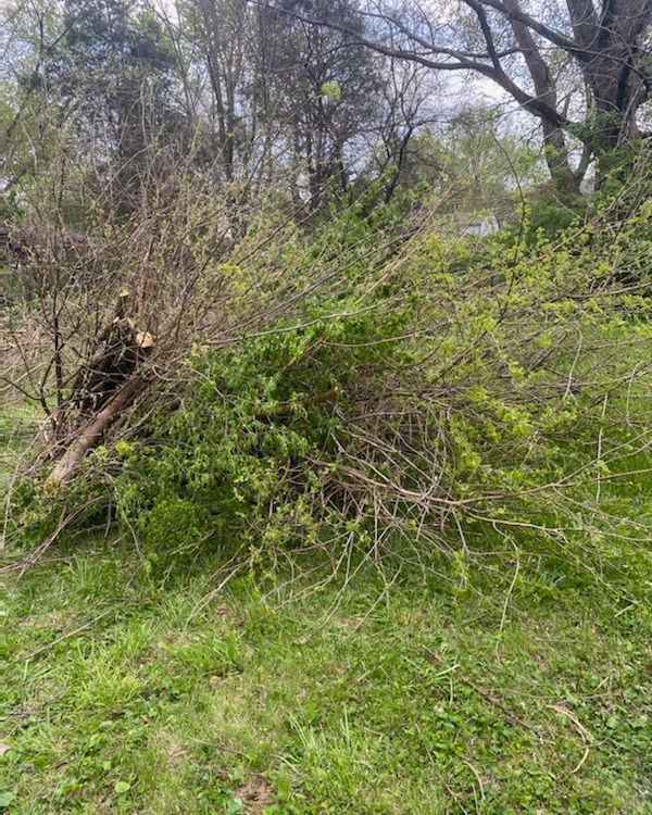 Pile of cut branches and brush ready for outdoor cleanup